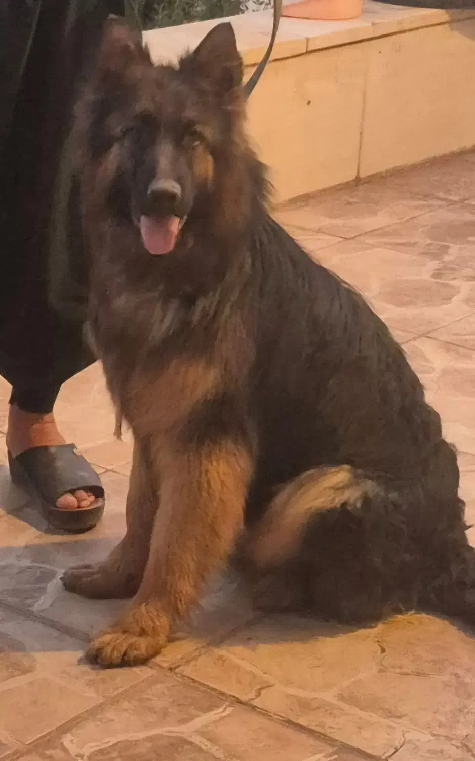 سگ ژرمن نر مو بلند|سگ|جیرفت, |دیوار