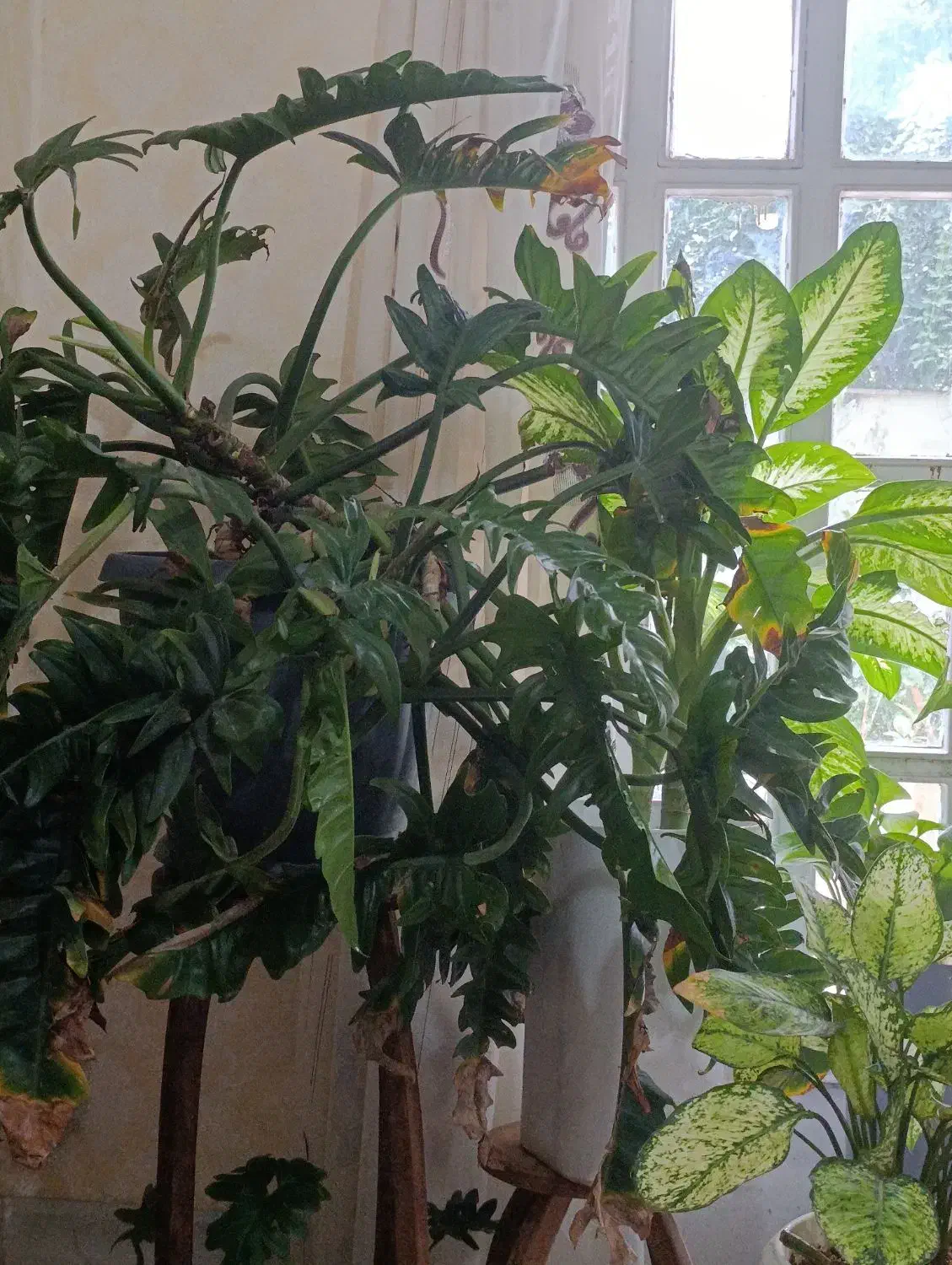 اجاره روزانه|اجارهٔ کوتاهمدت آپارتمان و سوئیت|خرمآباد (تنکابن), |دیوار