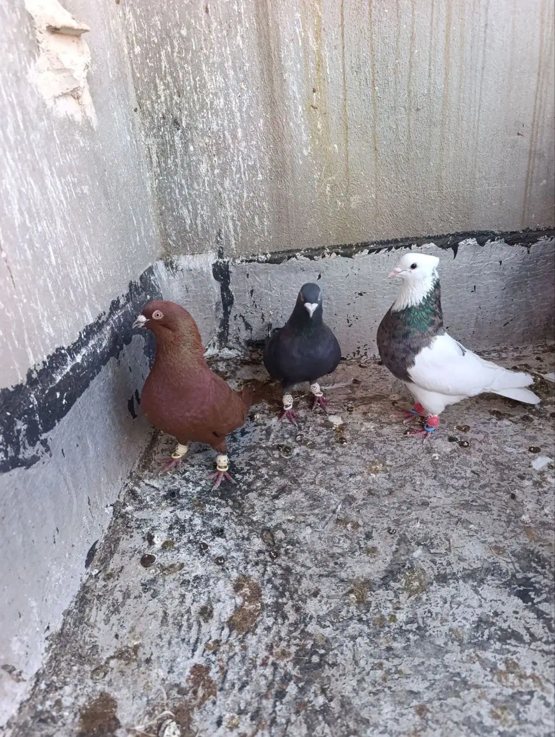 پرنده کبوتر|پرنده|قزوین, |دیوار