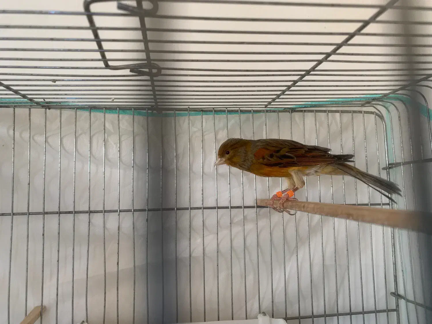 قناری نر مست|پرنده|شیراز, تندگویان|دیوار