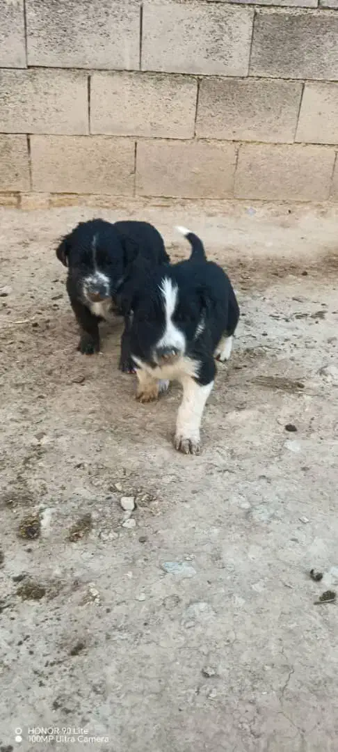 توله سگ قدرجونی|سگ|اصفهان, سرشبادران|دیوار