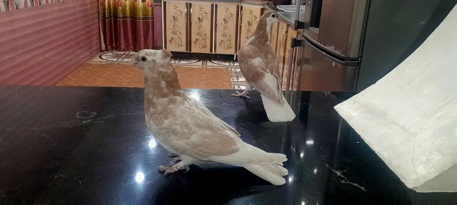 ساده زرد و موشی بور ....زیبا و درجه یک|پرنده|ایرانشهر, |دیوار