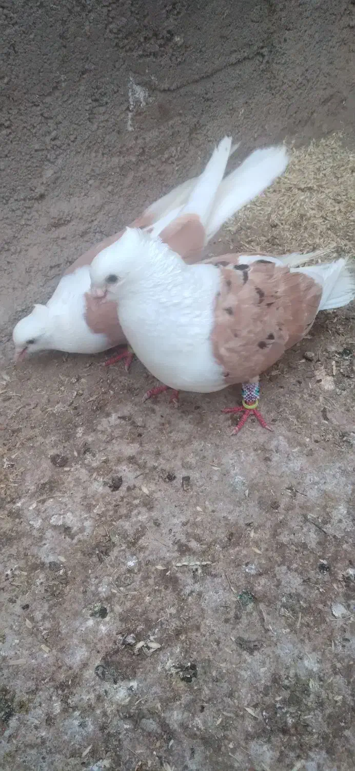 کفتر جفت گاه|پرنده|طاغنکوه, |دیوار