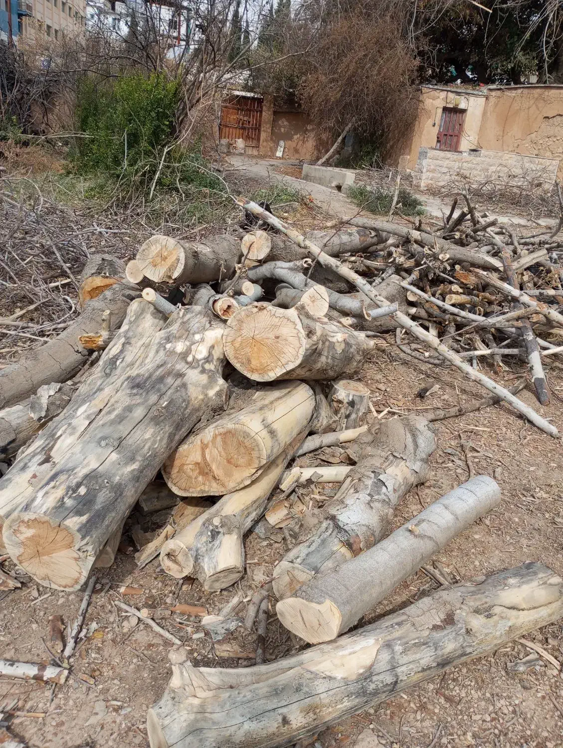 چوب زغالی|خدمات باغبانی و درختکاری|شیراز, میرزاکوچک خان|دیوار