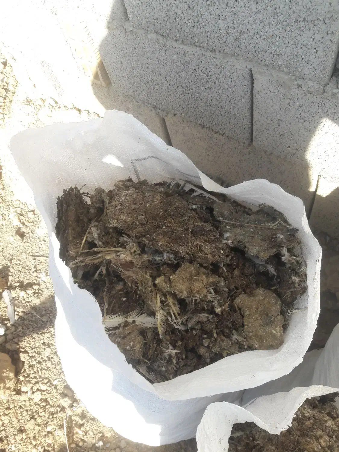 کود کبوتر|لوازم جانبی حیوانات|خمینیشهر, |دیوار