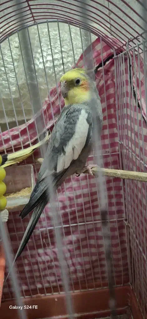 عروس هلندی نر، جفت مرغ عشق|پرنده|رشت, پیرکلاچای|دیوار