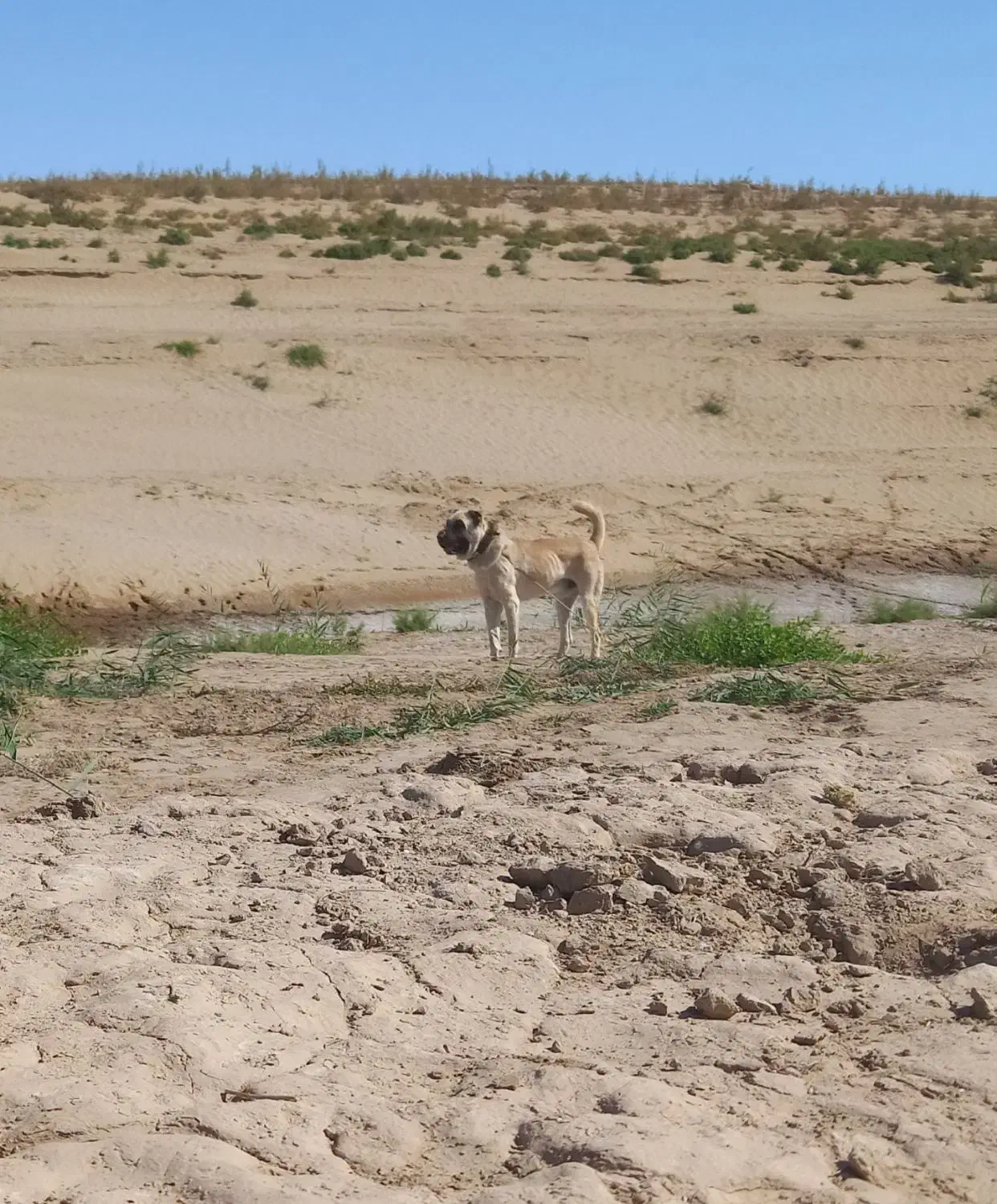 واگذاری سگ همه چی تموم|سگ|صالح آباد (خراسان), |دیوار
