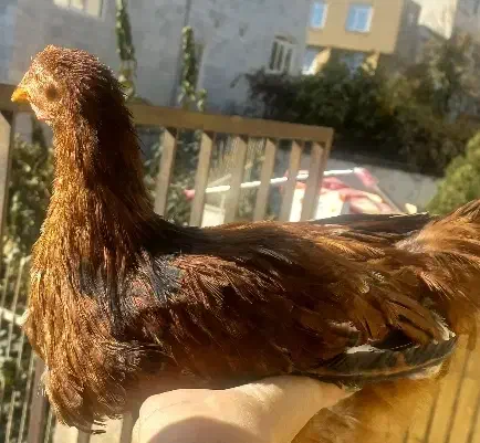 حیوان خانگی|پرنده|سنندج, |دیوار