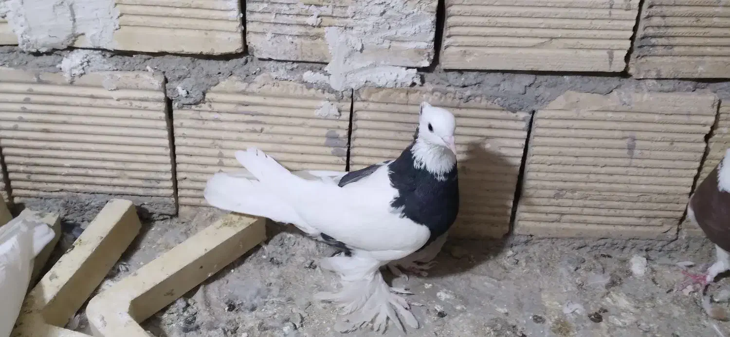 کبوتر طوقی|پرنده|خوانسار, |دیوار