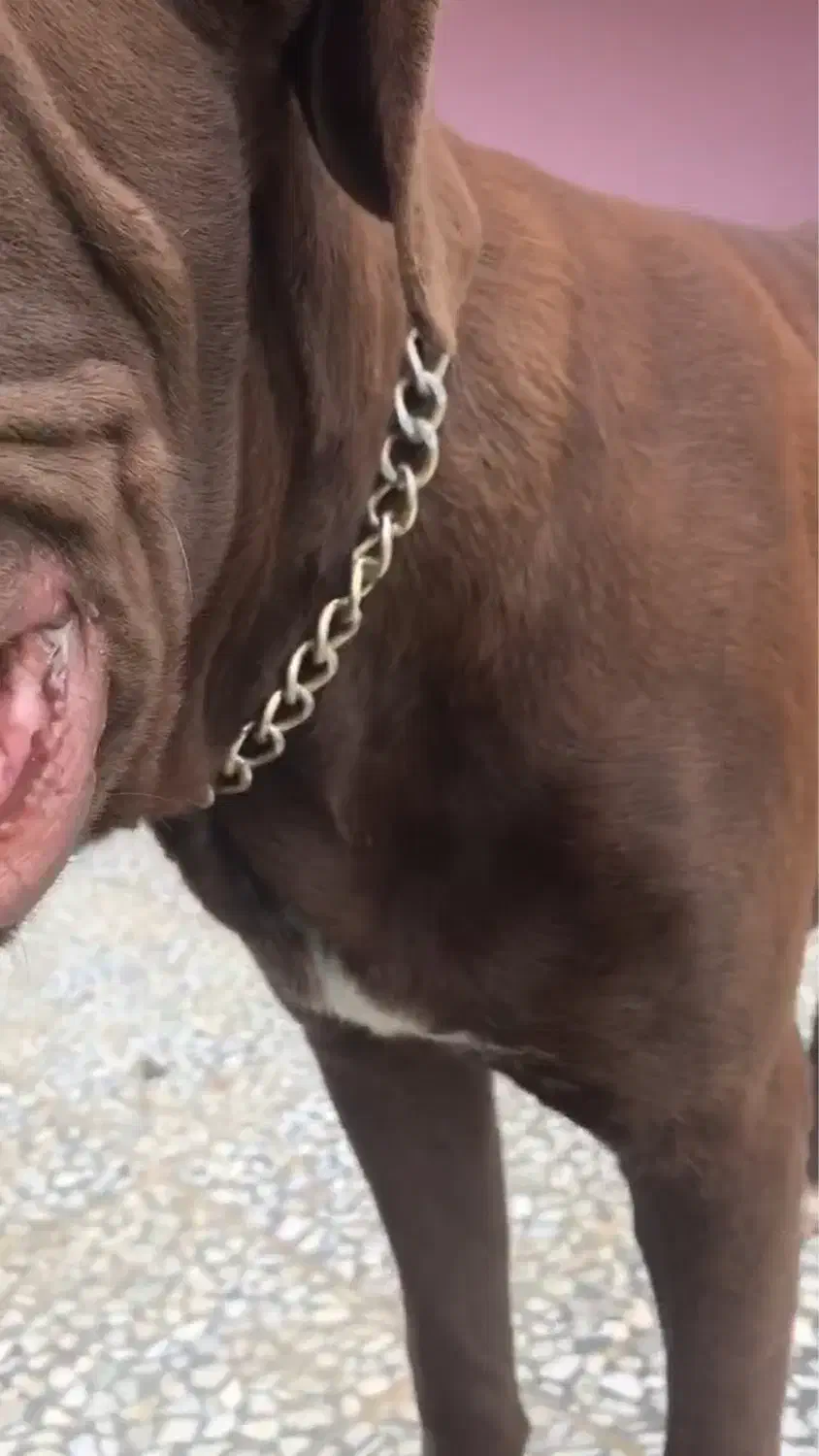 سگ کن کورسو ۸ ماهه نر|سگ|چالوس, |دیوار