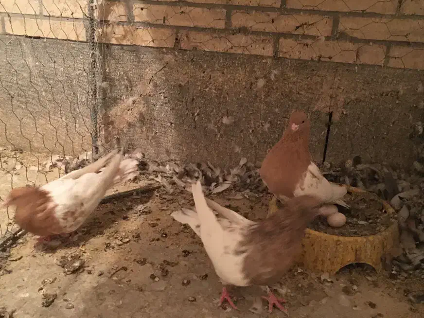 سر زرد -کله زرد|پرنده|کرمان, |دیوار