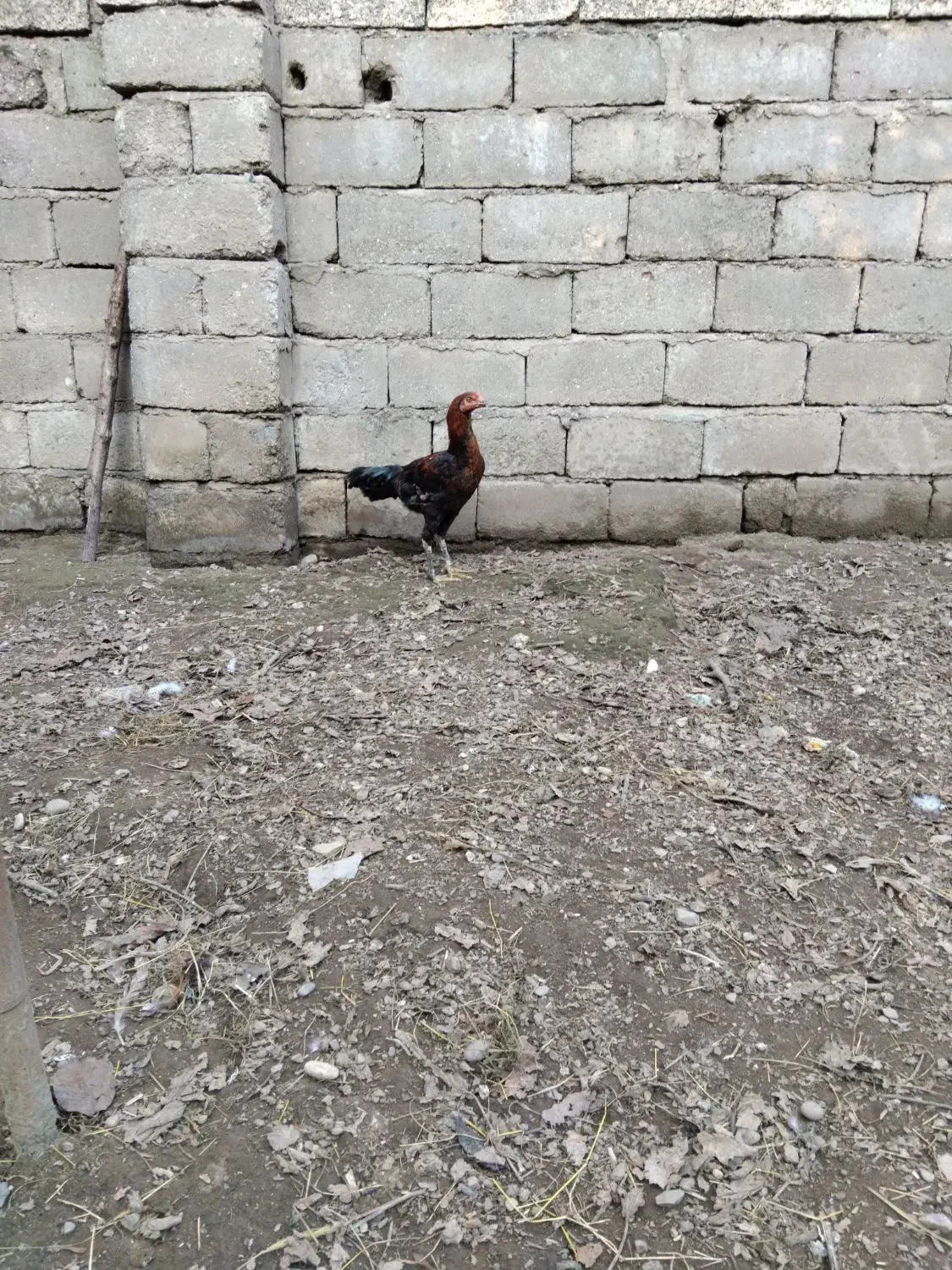 فروش خروس لاری|حیوانات مزرعه|پرهسر, |دیوار