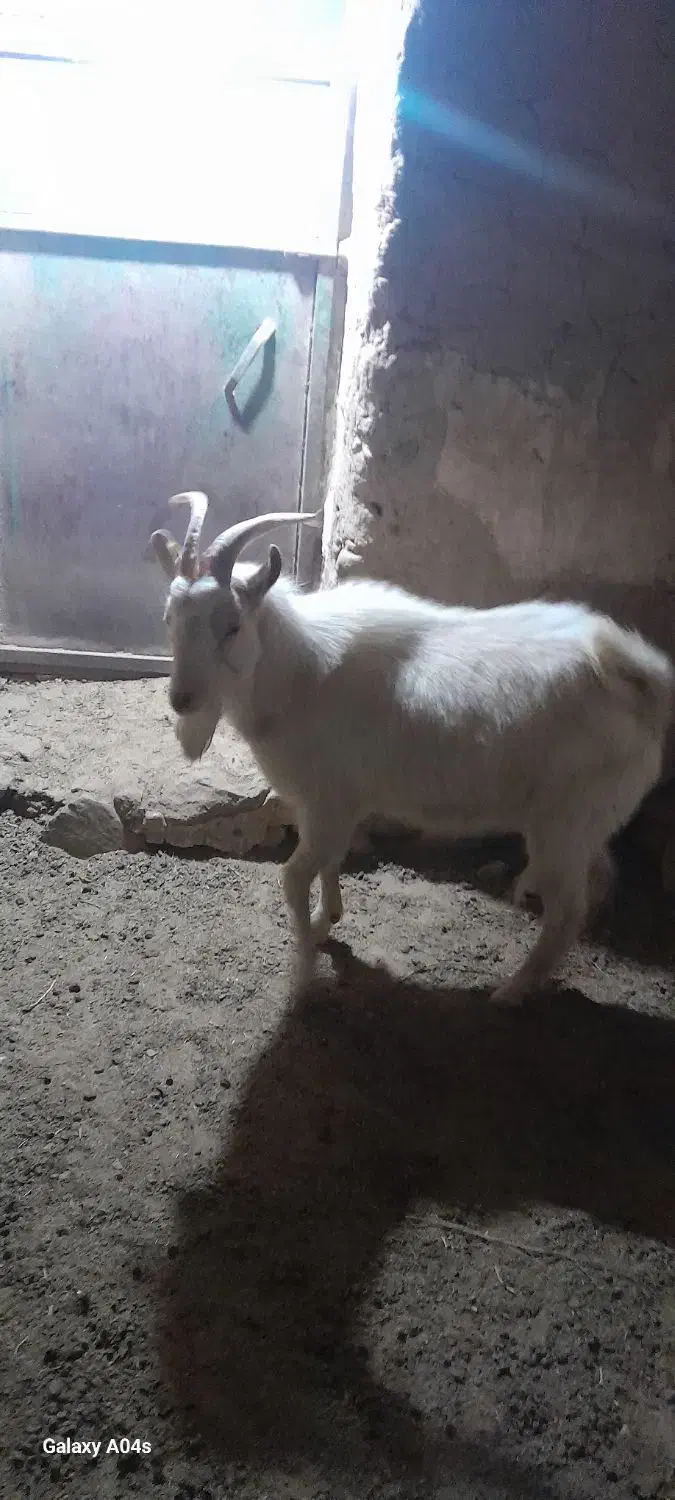 نربزسانن نژاددار|حیوانات مزرعه|درمیان, |دیوار