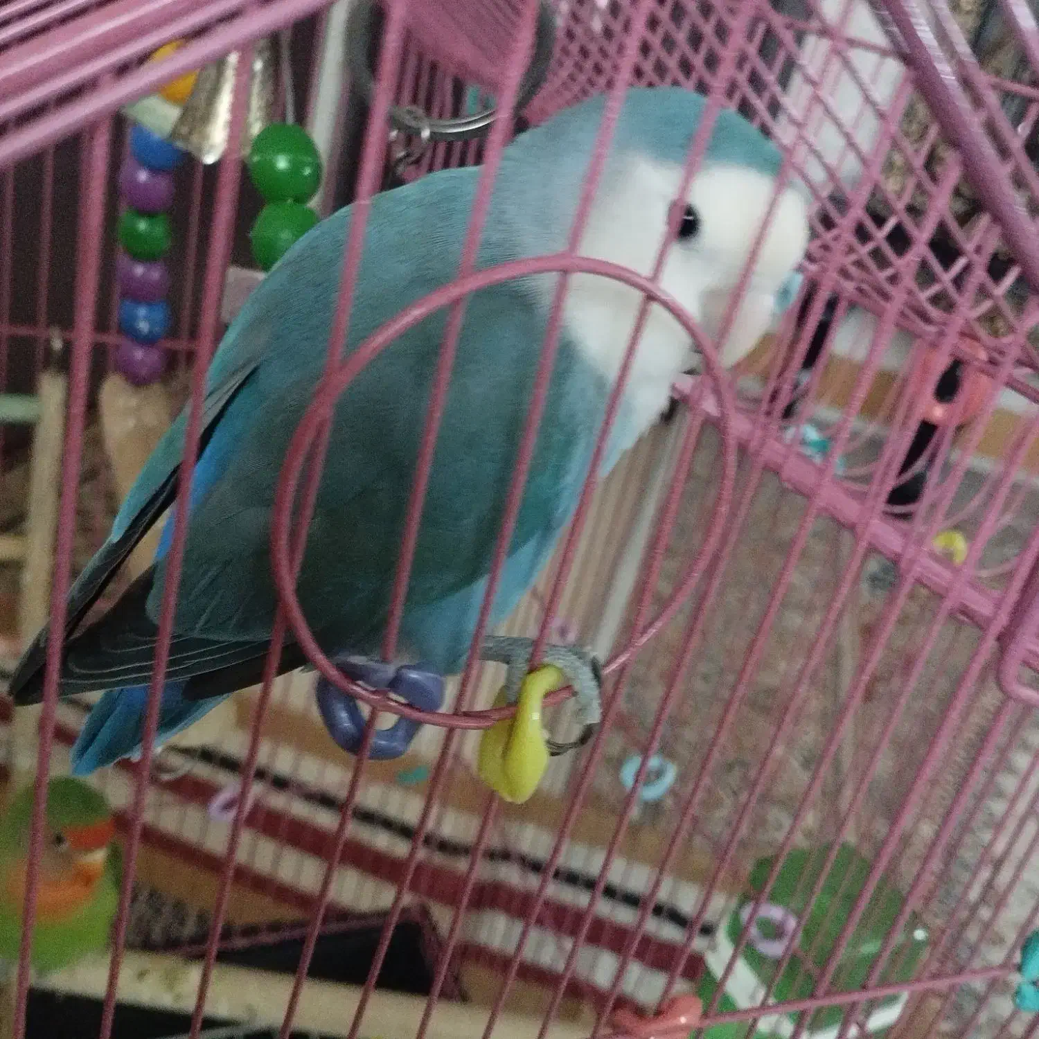 طوطی برزیلی خوشکل با قفس و وسایل|پرنده|فردیس, شهرک شهید حسینی|دیوار