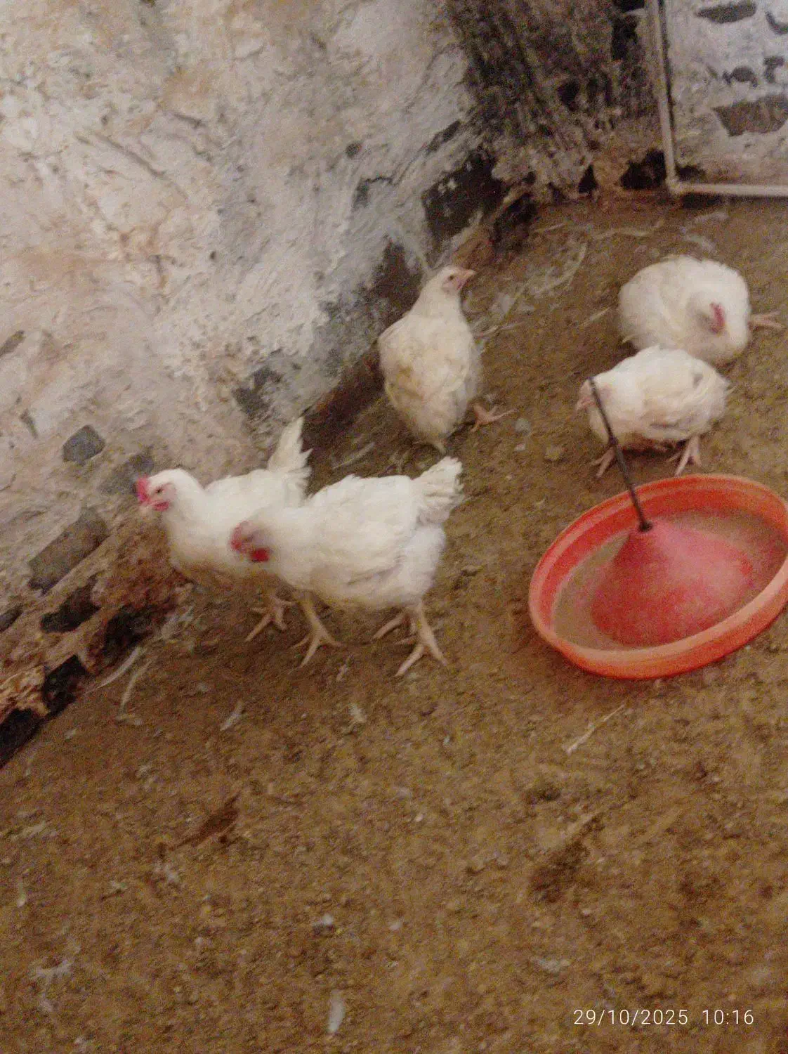 مرغ زندع کیلو۱۴۰|حیوانات مزرعه|فیروزآباد (فارس), |دیوار