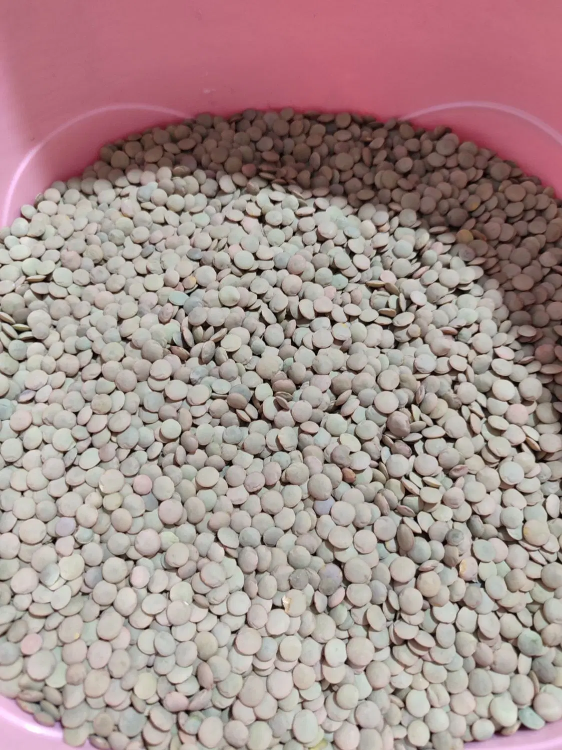 عدس|خوردنی و آشامیدنی|خواجه, |دیوار