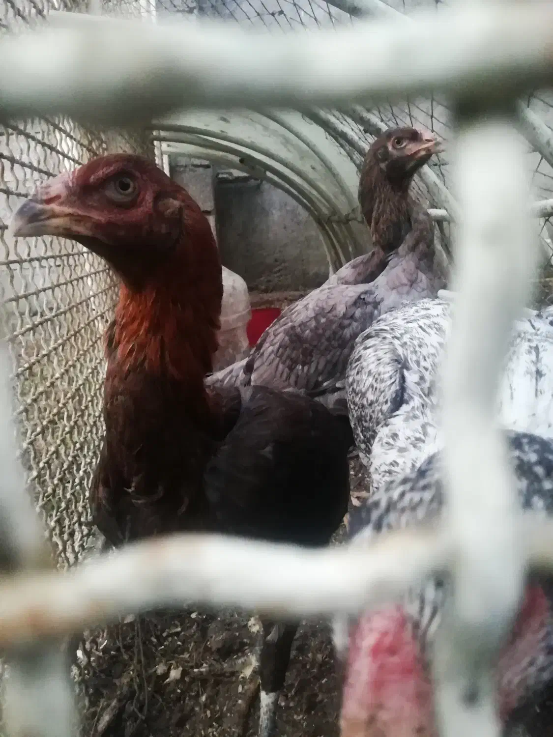 جوجه مرغ لاری|حیوانات مزرعه|لاهیجان, پردسر|دیوار