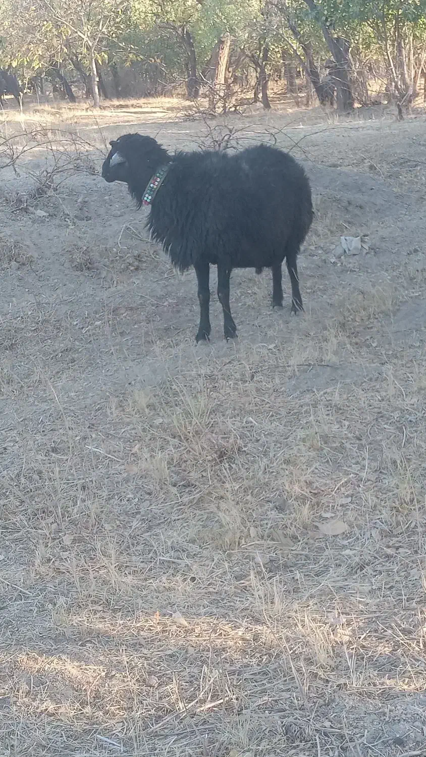 قوچ عتیقه|حیوانات مزرعه|ساروق, |دیوار