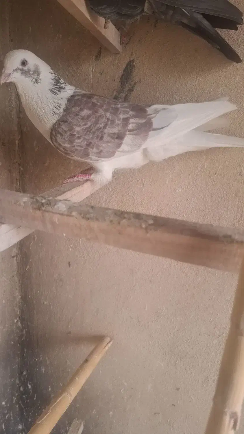 کفتر‌پرشی|پرنده|تهران, جوانمردان (اندیشه)|دیوار