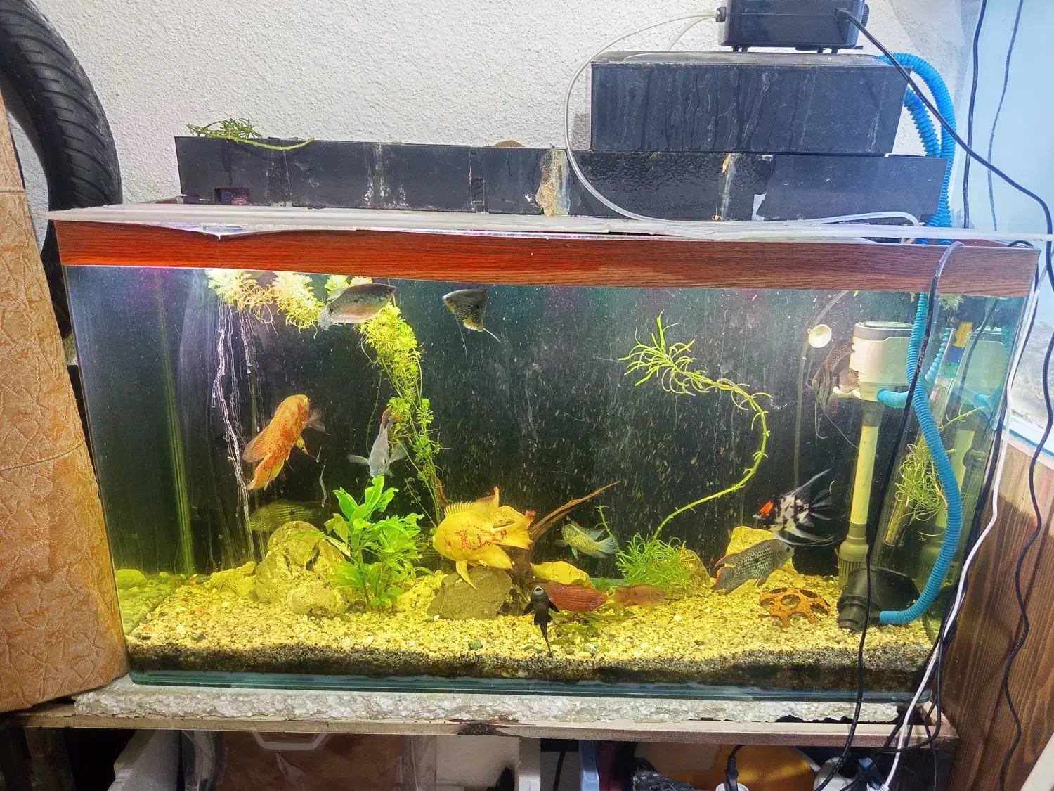 آکواریوم با تمام وسایل|ماهی|اصفهان, شفق|دیوار