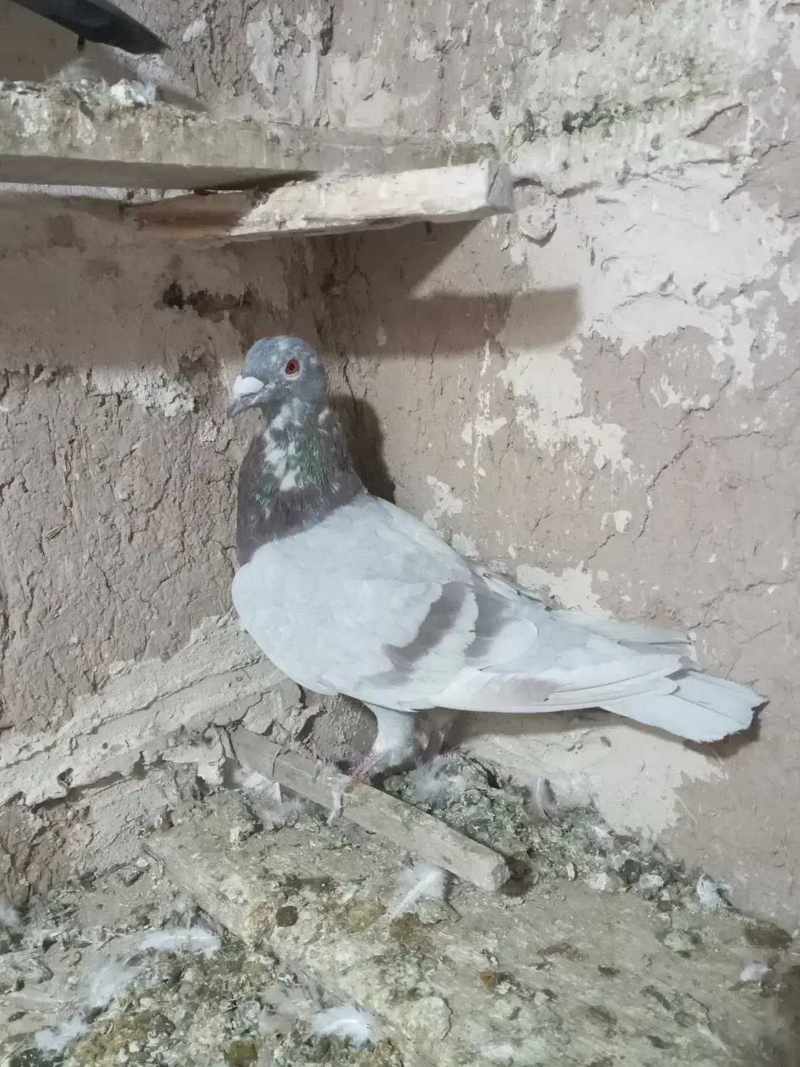 کبوتر|پرنده|قائن, |دیوار