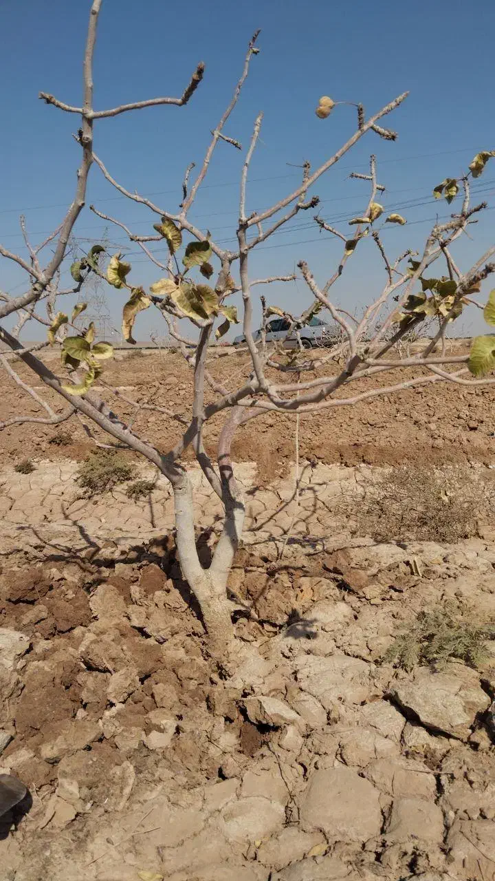 زمین باغ پسته|فروش زمین و ملک کلنگی|سلفچگان, |دیوار