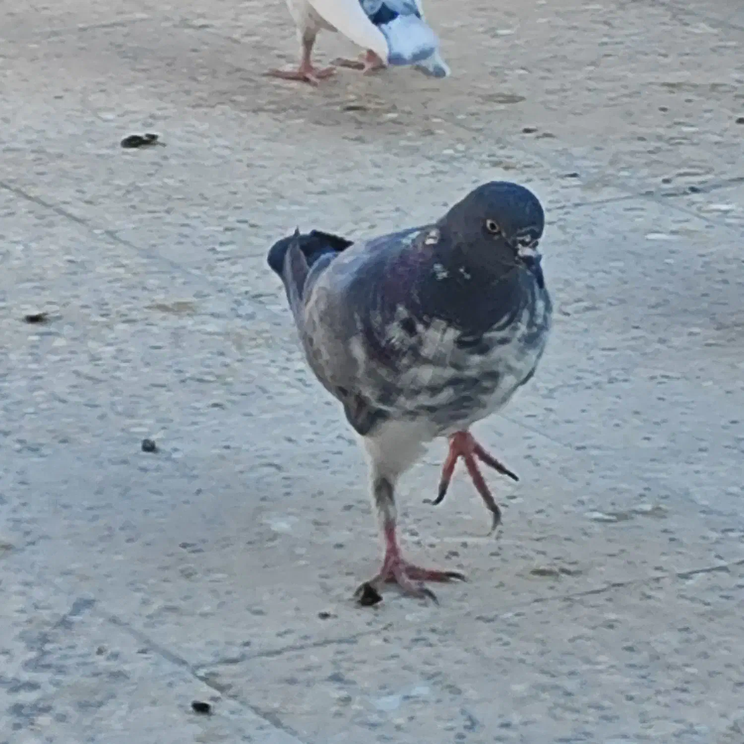 فروش سه عدد کبوتر|پرنده|اصفهان, طامه|دیوار