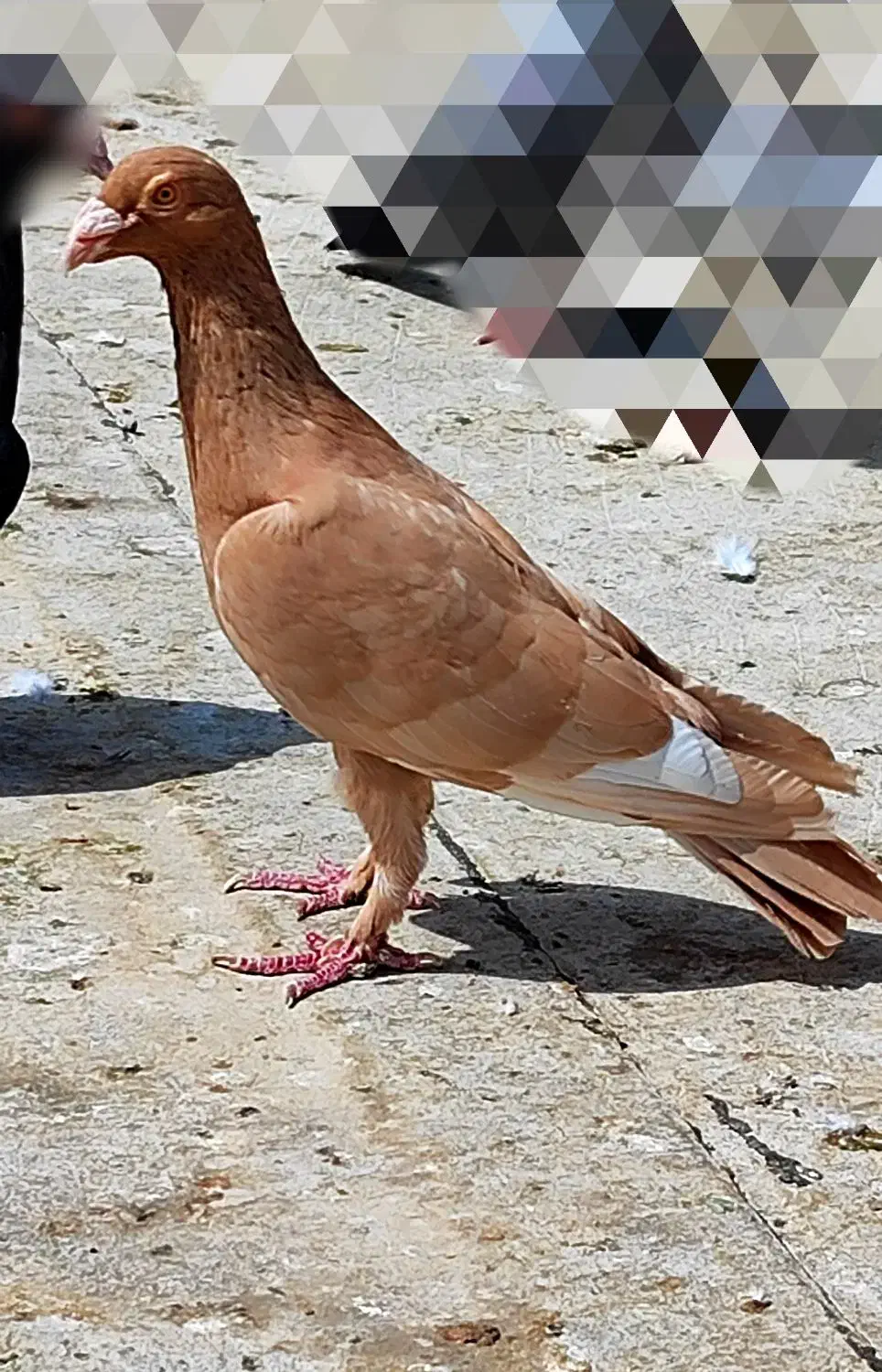 انگشتر کبوتر زرد|جواهرات|بجنورد, |دیوار