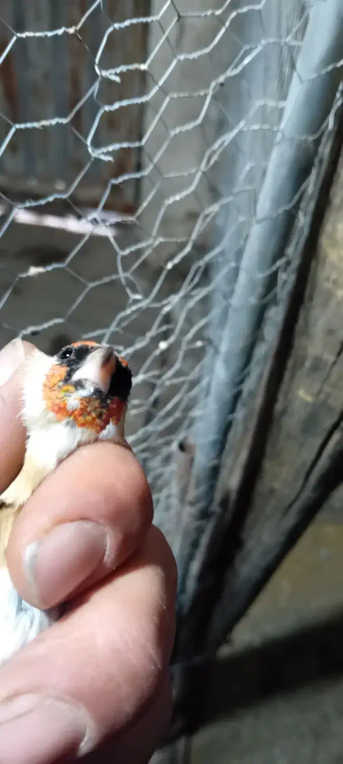 سره هر دو ماده هستند|پرنده|صوفیان, |دیوار