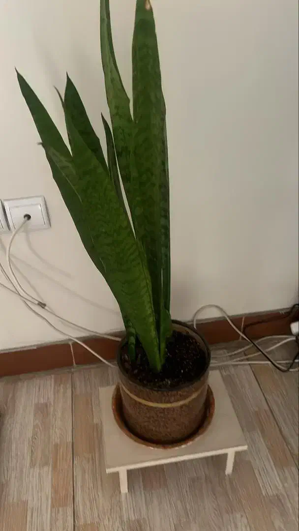 گل فوکوس وزاموفیلیا سرامیکی زیبا هدیه مادر ۴۵۰|گل و گیاه طبیعی|قم, چهل اختران|دیوار