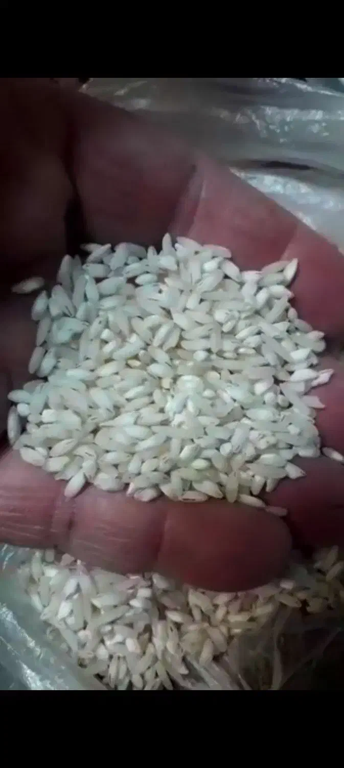 برنج هاشمی چلو درشت پاک شده وتمیز|خوردنی و آشامیدنی|قم, اسمعیل آباد|دیوار