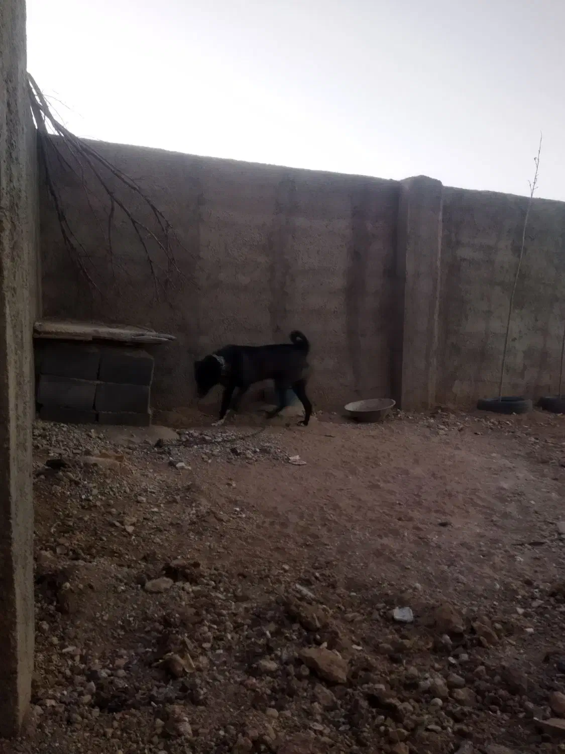 سگ.|سگ|میلاجرد, |دیوار