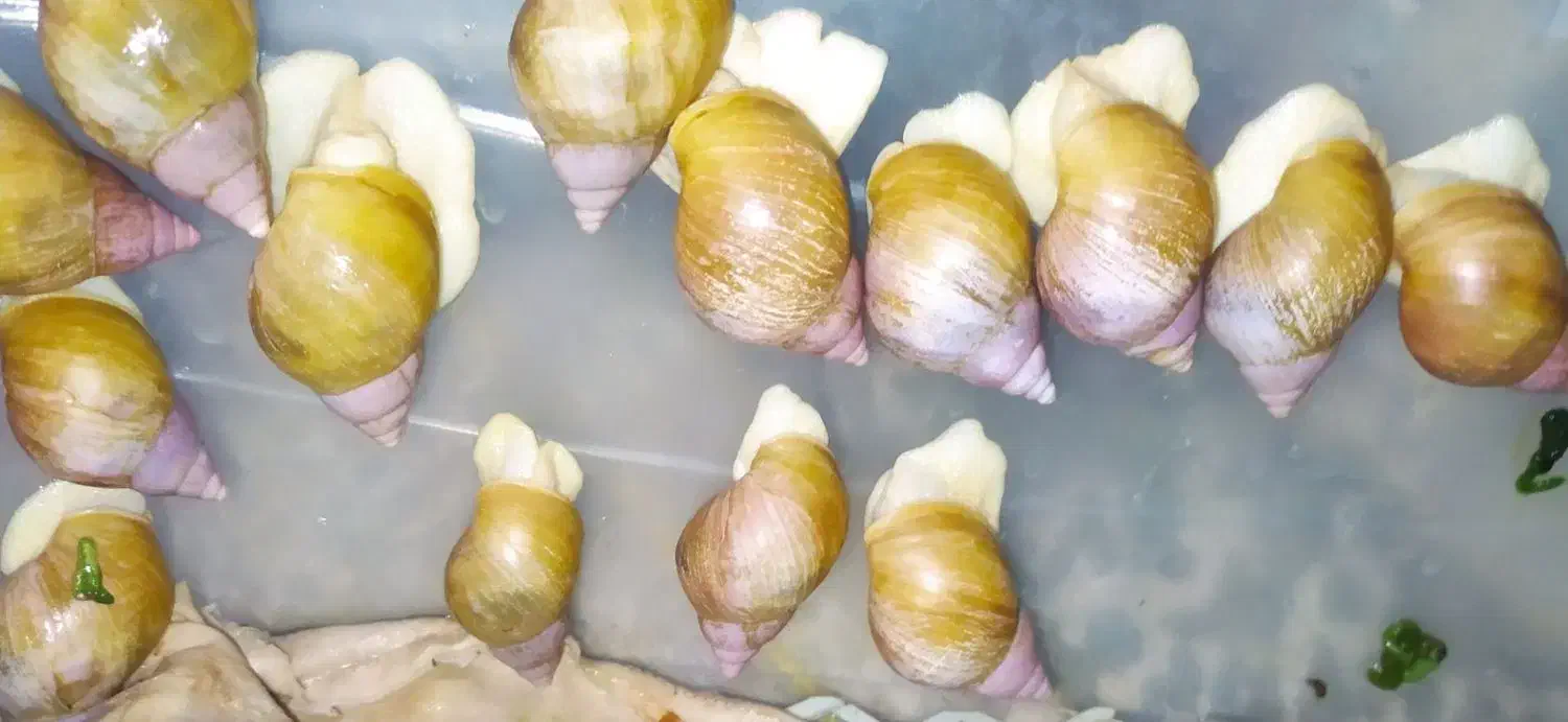 حلزون تعداد زیاد فقط دانه ای  پانزده هزار تومان|خزنده|قزوین, |دیوار