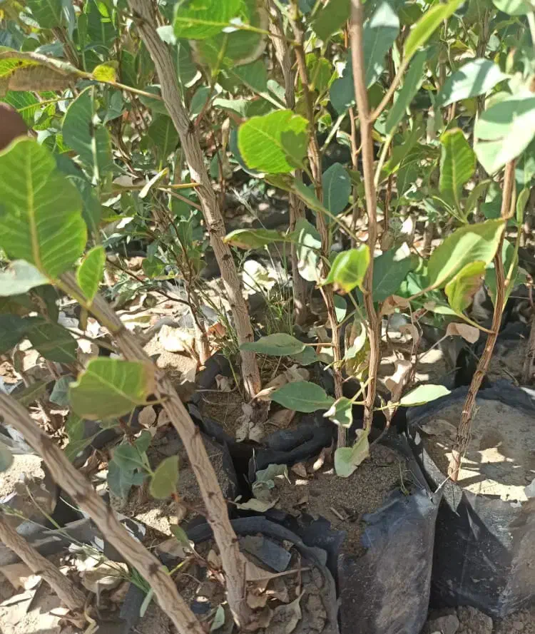 نهالستان|عمده‌فروشی|رفسنجان, |دیوار