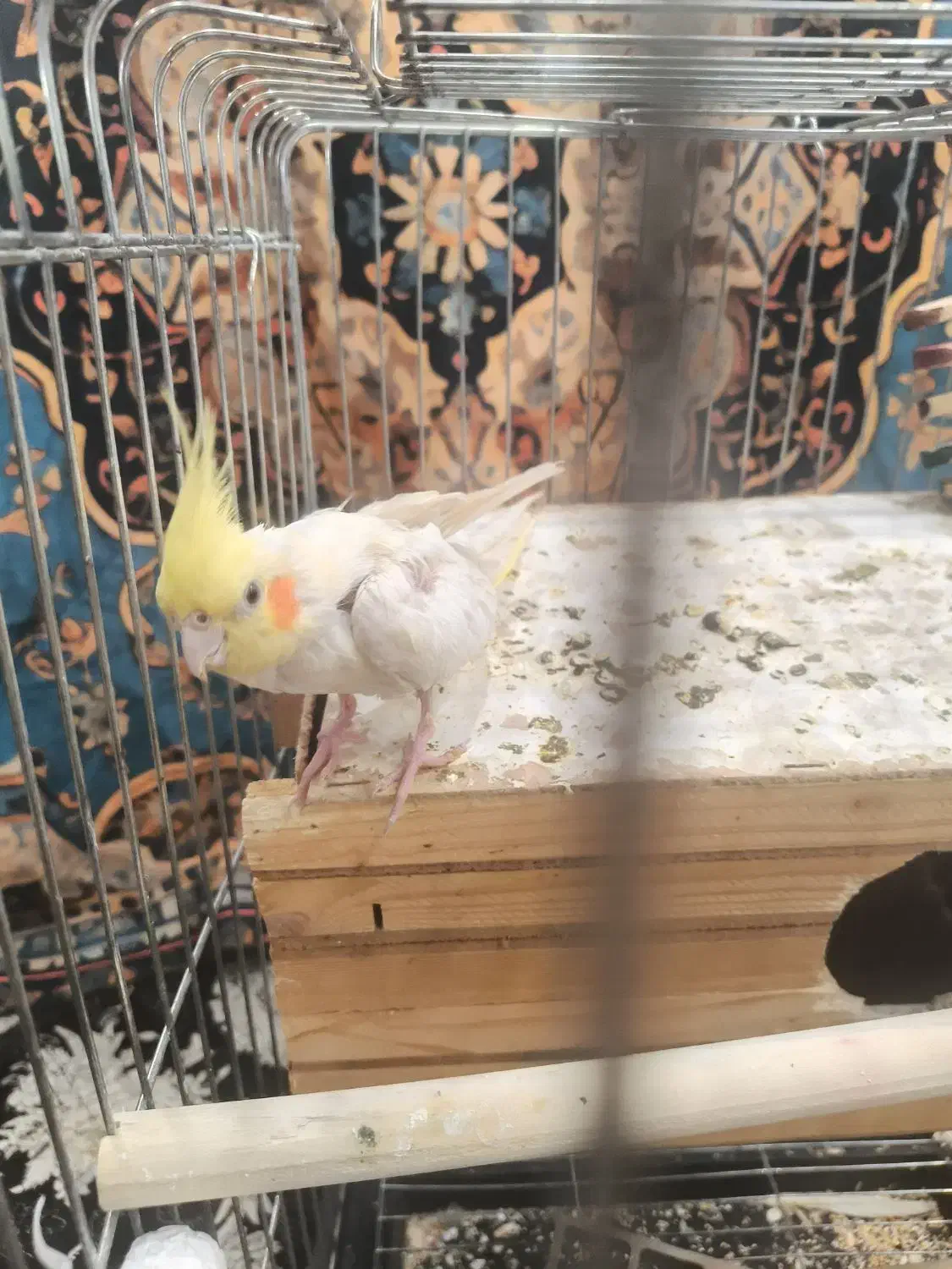 عروس هلندی|پرنده|چهارباغ, |دیوار