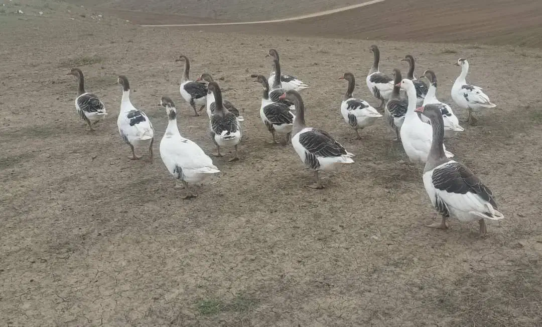 غاز طبیعی|حیوانات مزرعه|قشلاق دشت, |دیوار