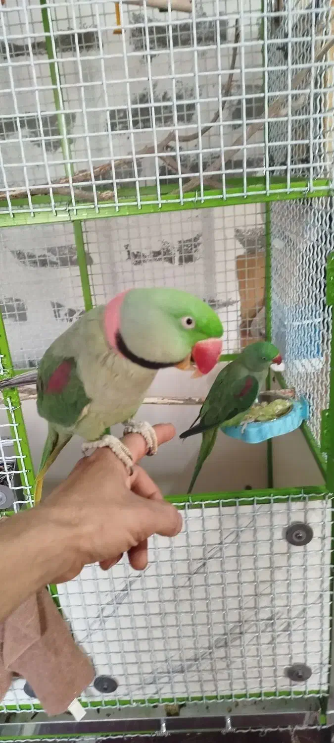 طوطی اسکندر شاه طوطی جفت|پرنده|صدرا-فارس, فاز ۲|دیوار