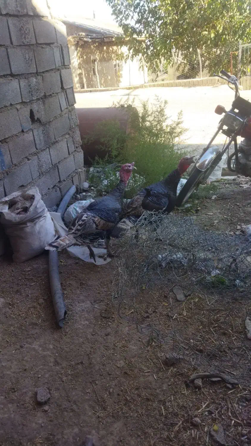 بوقلمون|حیوانات مزرعه|دوزین, |دیوار