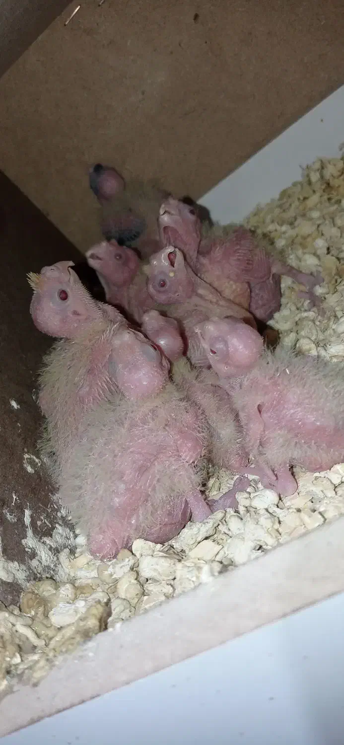 طوطی عروس هلندی|پرنده|اصفهان, میرعماد|دیوار