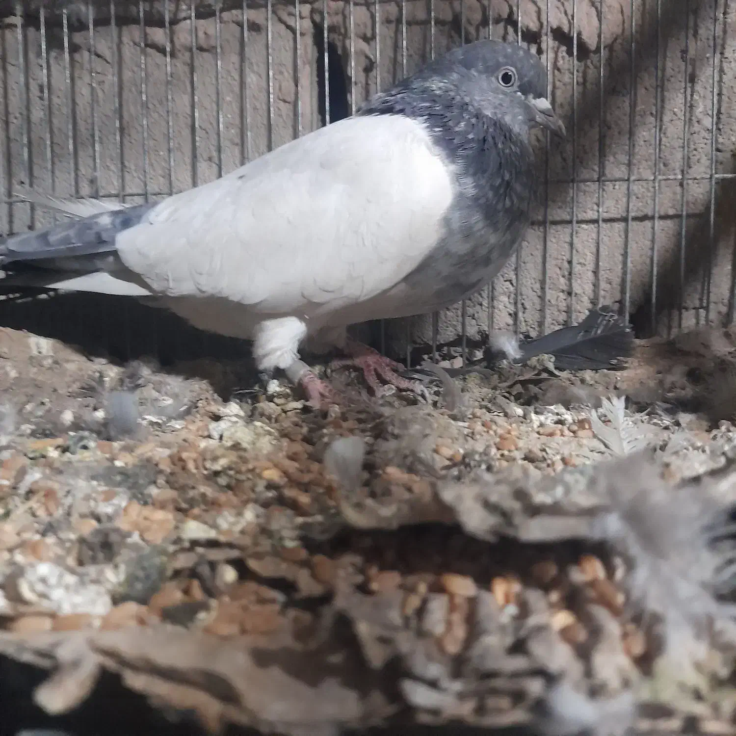 کبوتر کله ای پاکستانی پرشی|پرنده|ریگان, |دیوار