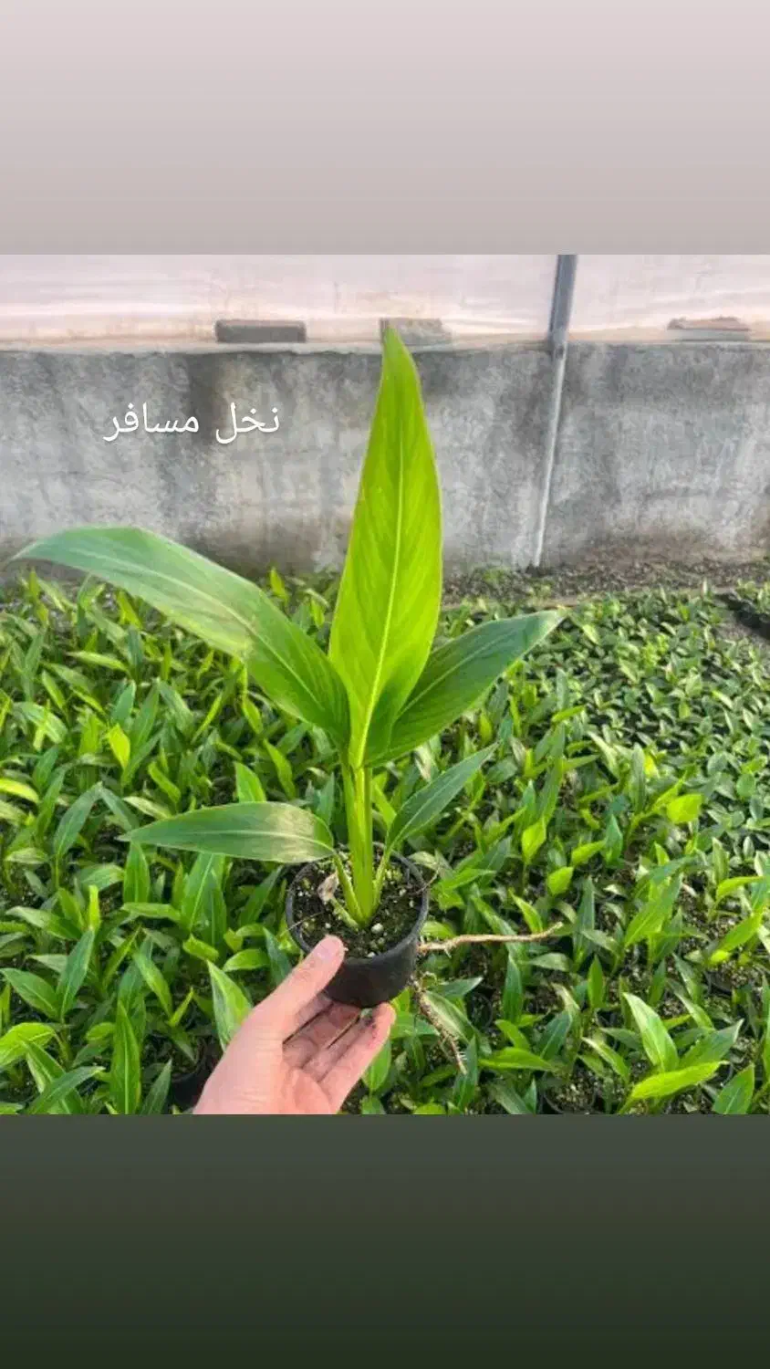 گل آپارتمانی|گل و گیاه طبیعی|مهران (ایلام), |دیوار