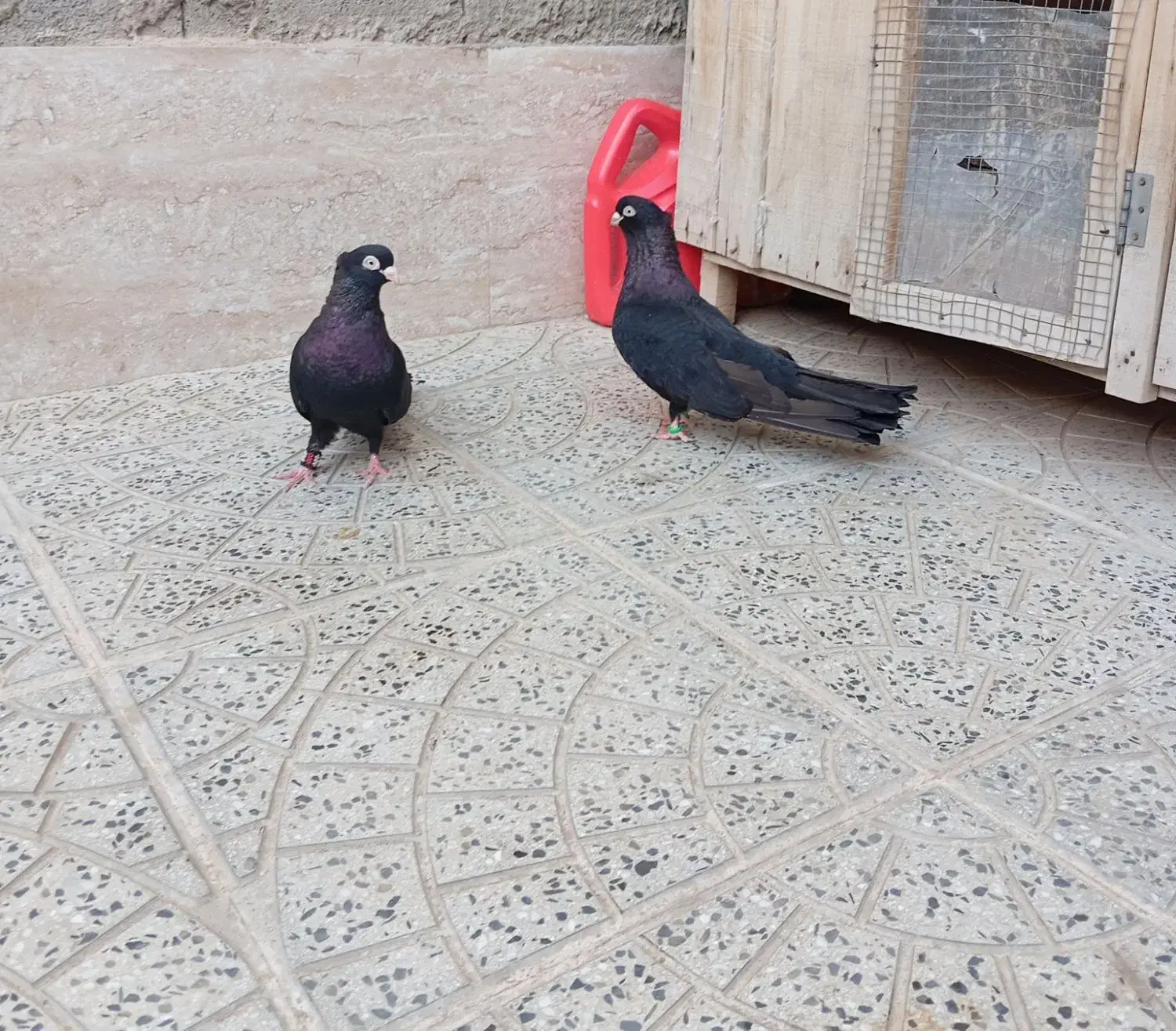 با سلام یک جفت صرب درجه یک.|پرنده|آذرشهر, |دیوار