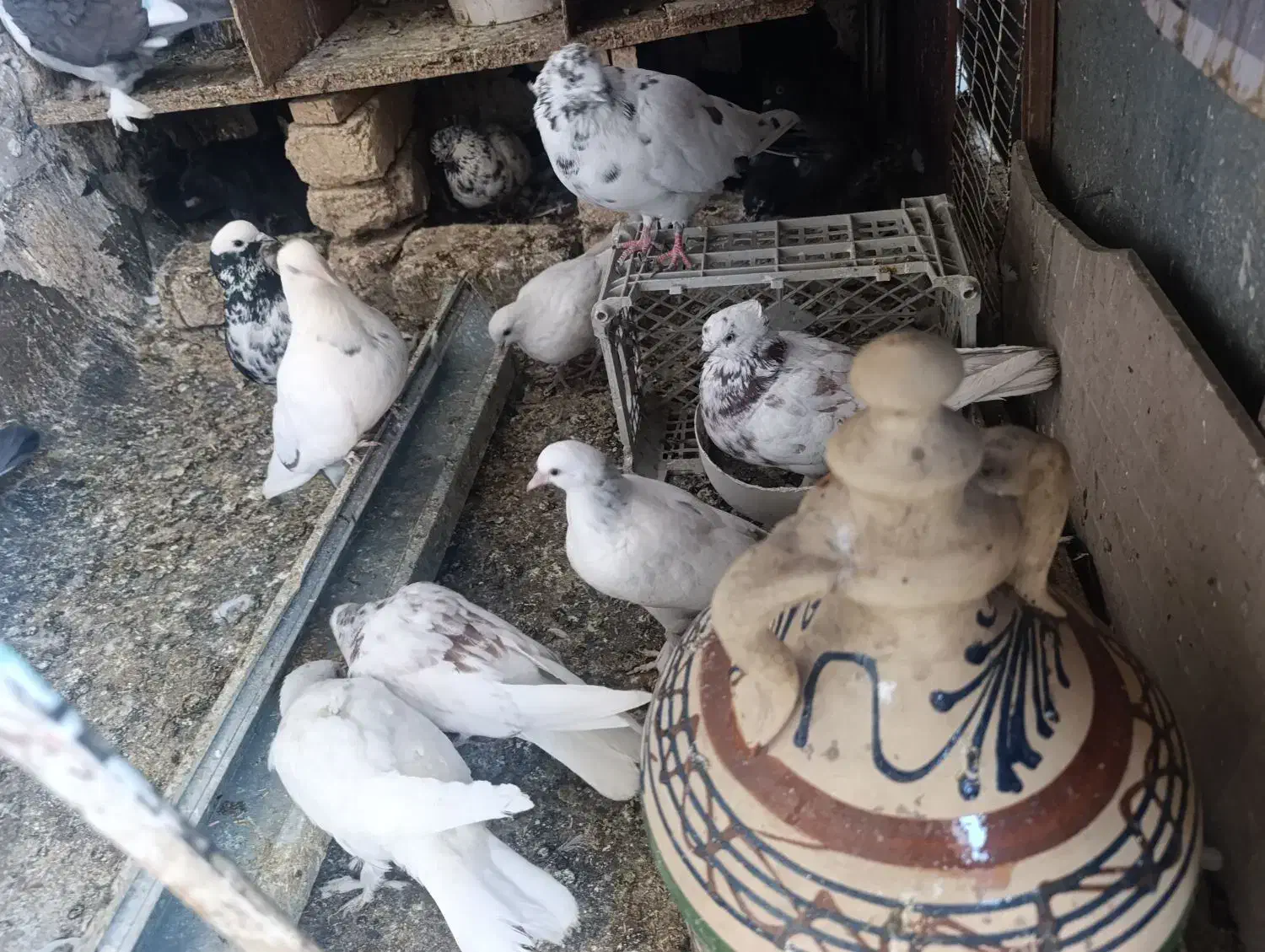 کفتر یجایی|پرنده|قم, نیروگاه|دیوار