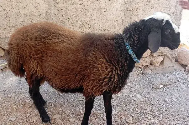 بره قوچ شال اصیل|حیوانات مزرعه|ملکشاهی, |دیوار
