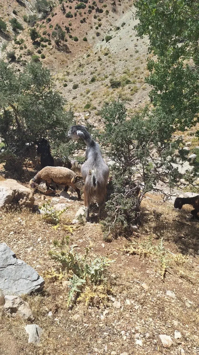 معاوضه بز با میش|حیوانات مزرعه|لوداب, |دیوار