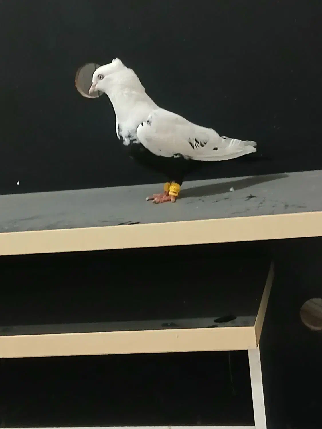 ماده دمبی|پرنده|شوشتر, |دیوار