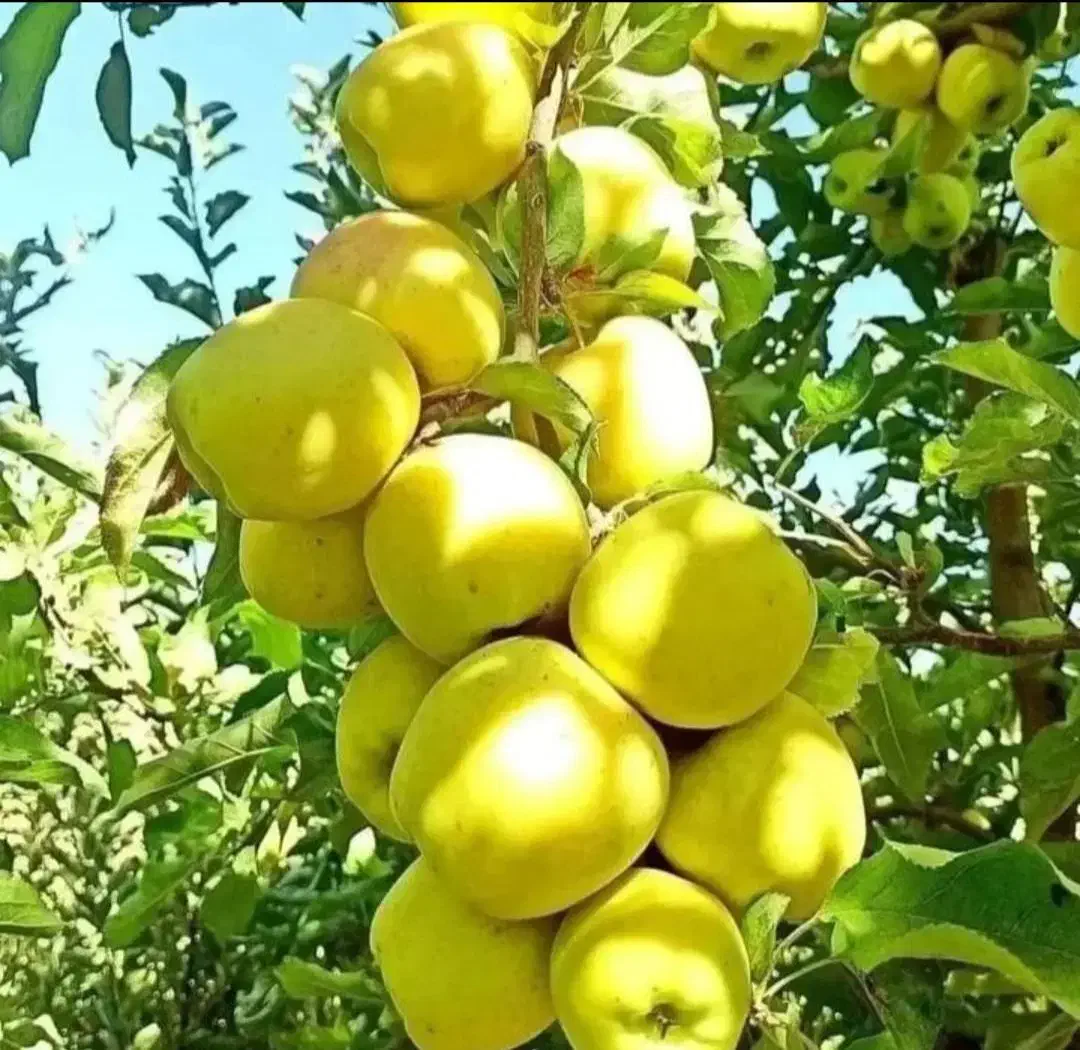 نهال بادام ومیوه|گل و گیاه طبیعی|کوهدشت, |دیوار