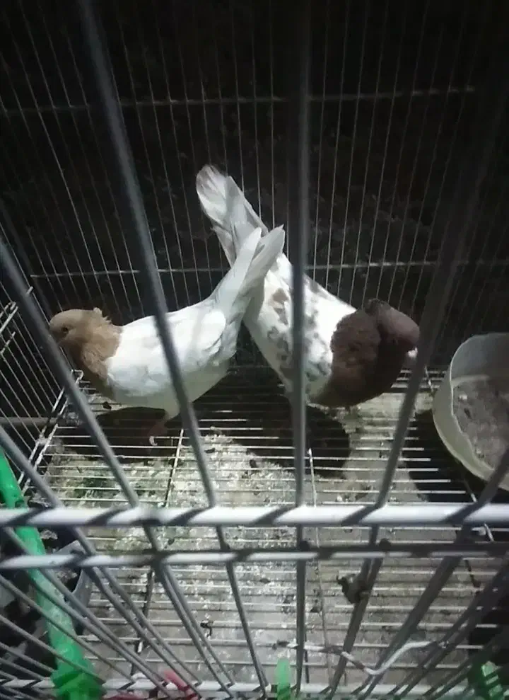 کفتر  کله  نر ماده|پرنده|گلبهار, شهر جدید گلبهار|دیوار