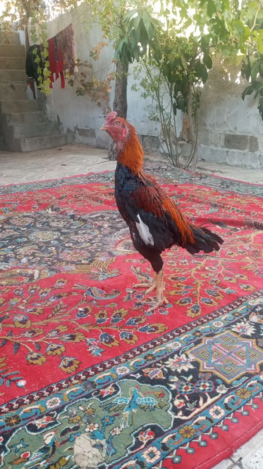 خروس لاری|حیوانات مزرعه|دینور, |دیوار