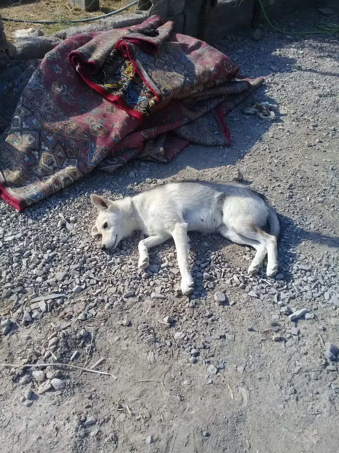 واگذار سگ هاسگی|سگ|سبزوار, امیر کبیر|دیوار